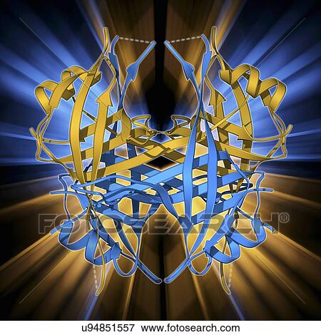 Stock Illustration - Single stranded DNA-binding protein. Fotosearch