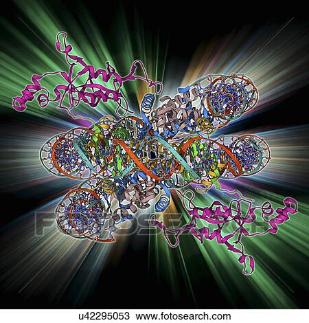 Sir3 gene silencer acting on DNA View Large Illustration Drawing - Sir3 gene silencer acting on DNA. Fotosearch