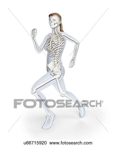 Skeleton of runner, artwork View Large Illustration Clipart - Skeleton of runner, artwork. Fotosearch