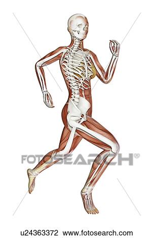 Drawing - Skeleton of runner, artwork. Fotosearch