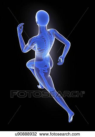 Skeleton of runner, artwork View Large Illustration Drawing - Skeleton of runner, artwork. Fotosearch