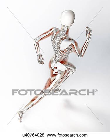 Skeleton of runner, artwork View Large Illustration Stock Illustration - Skeleton of runner, artwork. Fotosearch