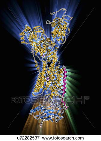 Stock Illustration - Sodium-potassium ion pump protein. Fotosearch
