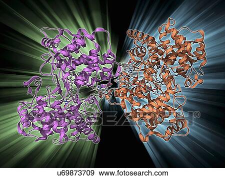 Squalene-hopene cyclase molecule View Large Illustration Stock Illustration - Squalene-hopene cyclase molecule. Fotosearch