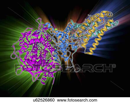 Succinate dehydrogenase enzyme View Large Illustration Clipart - Succinate dehydrogenase enzyme. Fotosearch