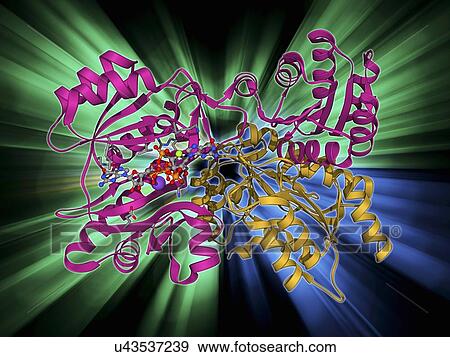Succinyl-CoA synthetase enzyme View Large Illustration Stock Illustration - Succinyl-CoA synthetase enzyme. Fotosearch