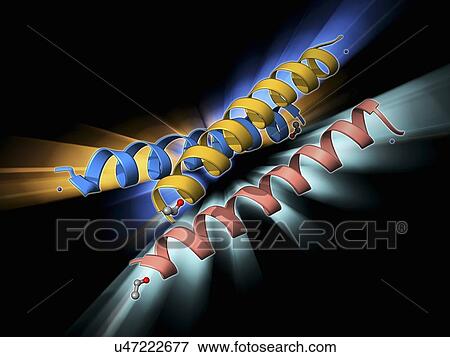 Synthetic triple helical peptide molecule View Large Illustration Stock Illustration - Synthetic triple helical peptide molecule. Fotosearch