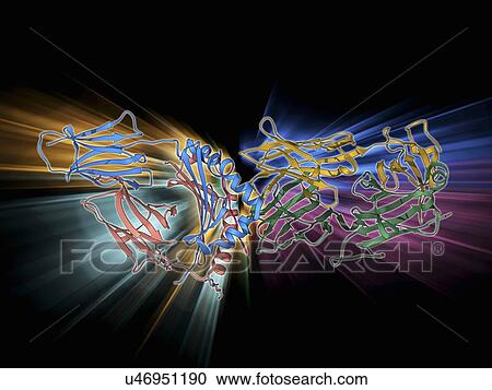 T cell receptor antigen complex View Large Illustration Clipart - T cell receptor antigen complex. Fotosearch