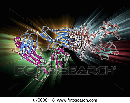 Stock Illustration - T cell receptor B7 molecule. Fotosearch