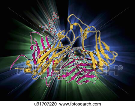 T cell receptor, molecular model View Large Illustration Clipart - T cell receptor, molecular model. Fotosearch