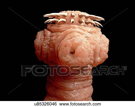 Tapeworm, artwork View Large Illustration Stock Illustration - Tapeworm, artwork. Fotosearch