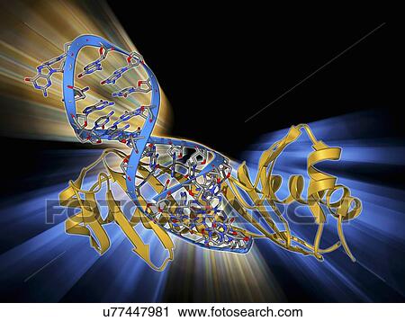 TATA box-binding protein and DNA View Large Illustration Clip Art - TATA box-binding protein and DNA. Fotosearch