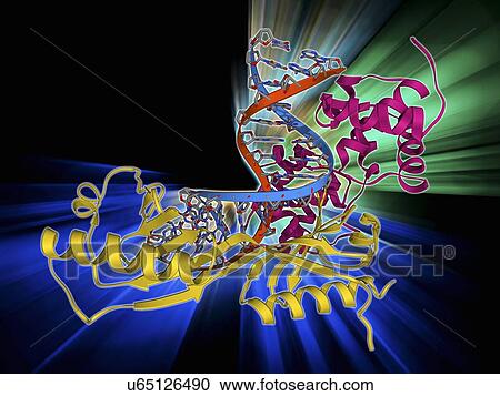 Clipart - TATA box-binding protein complex. Fotosearch
