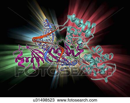 Drawing - TATA box-binding protein complex. Fotosearch