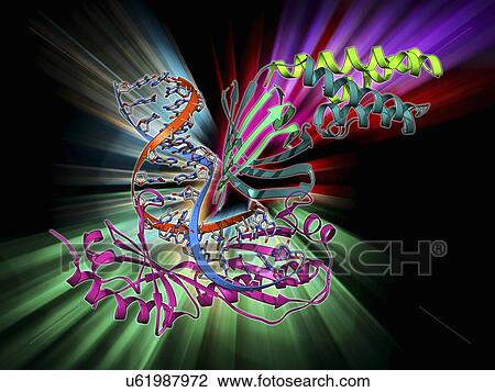 TATA box-binding protein complex View Large Illustration Drawing - TATA box-binding protein complex. Fotosearch