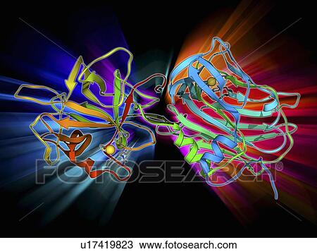 Drawing - Tetanus toxin C-fragment molecule. Fotosearch