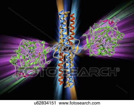 Thrombin complexed with fibrinogen View Large Illustration Clip Art - Thrombin complexed with fibrinogen. Fotosearch