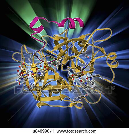 Clip Art - Thrombin protein, molecular model. Fotosearch