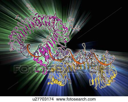 Toll-like receptor 3 and RNA View Large Illustration Stock Illustration - Toll-like receptor 3 and RNA. Fotosearch