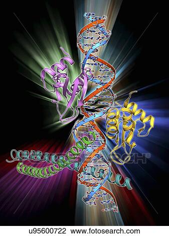Transcription activation of IFN-beta gene View Large Illustration Drawing - Transcription activation of IFN-beta gene. Fotosearch