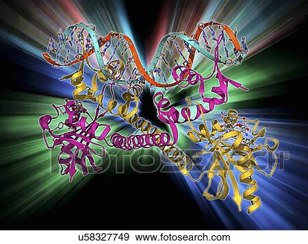 Transcription activator and DNA View Large Illustration Stock Illustration - Transcription activator and DNA. Fotosearch