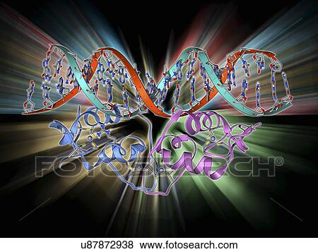 Stock Illustration - Transcription factor and DNA molecule. Fotosearch