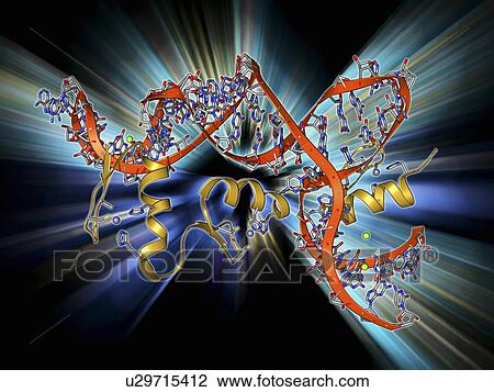 Drawing - Transcription factor and ribosomal RNA. Fotosearch