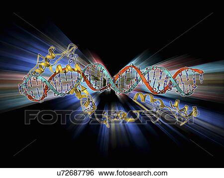 Transcription factor and ribosomal RNA View Large Illustration Stock Illustration - Transcription factor and ribosomal RNA. Fotosearch
