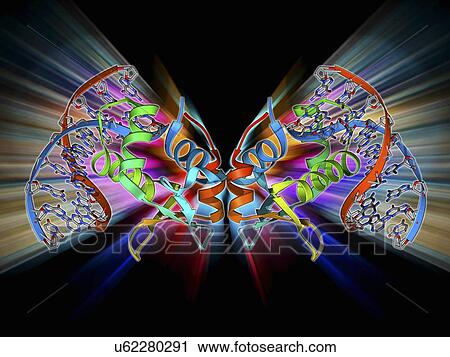Clip Art - Transcription factor bound to DNA. Fotosearch