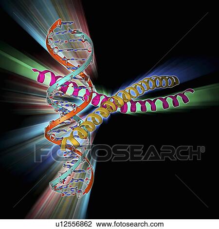 Transcription factor complexed with DNA View Large Illustration Drawing - Transcription factor complexed with DNA. Fotosearch