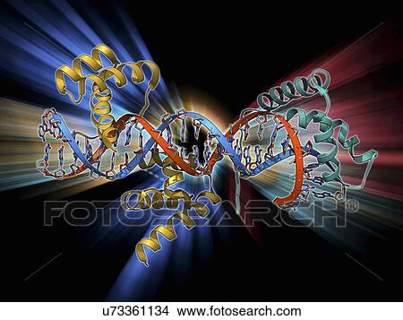 Stock Illustration - Transcription factors bound to DNA. Fotosearch