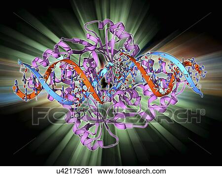 Transcription repressor protein and DNA View Large Illustration Clip Art - Transcription repressor protein and DNA. Fotosearch