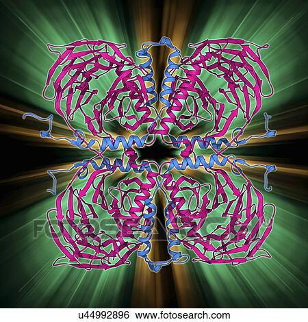 Transducin protein beta-gamma complex View Large Illustration Stock Illustration - Transducin protein beta-gamma complex. Fotosearch