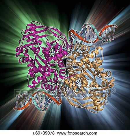 Transposase enzyme and DNA complex View Large Illustration Stock Illustration - Transposase enzyme and DNA complex. Fotosearch