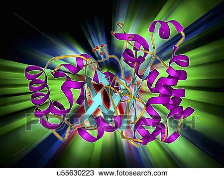 Triose phosphate isomerase molecule View Large Illustration Drawing - Triose phosphate isomerase molecule. Fotosearch