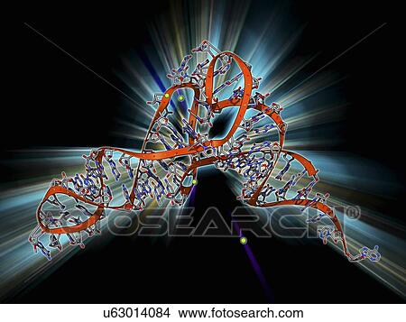 tRNA molecule View Large Illustration Stock Illustration - tRNA molecule. Fotosearch