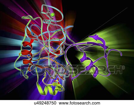 Clipart - Trypsinogen molecule with inhibitor. Fotosearch
