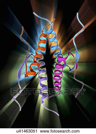 Tumour suppressor protein molecular model View Large Illustration Clip Art - Tumour suppressor protein molecular model. Fotosearch