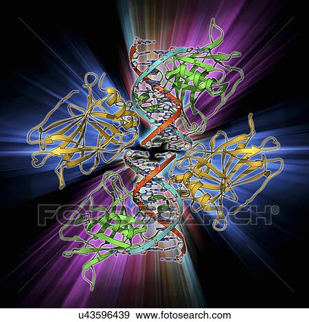 Stock Illustration - Tumour suppressor protein with DNA. Fotosearch
