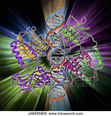 Tumour suppressor protein with DNA View Large Illustration Stock Illustration - Tumour suppressor protein with DNA. Fotosearch