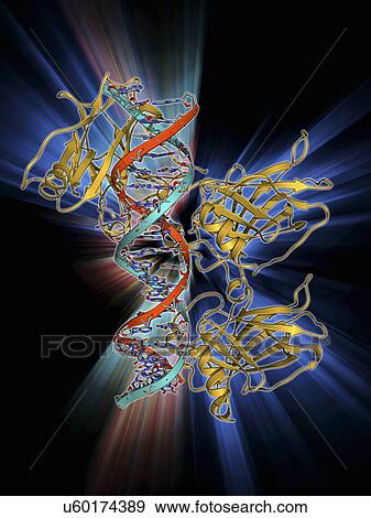 Tumour suppressor protein with DNA View Large Illustration Stock Illustration - Tumour suppressor protein with DNA. Fotosearch