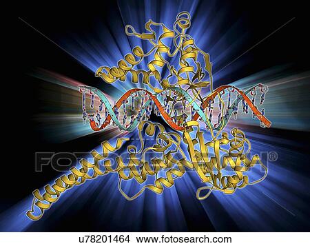 Type I topoisomerase bound to DNA View Large Illustration Stock Illustration - Type I topoisomerase bound to DNA. Fotosearch