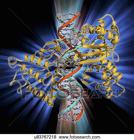Stock Illustration - Type I topoisomerase bound to DNA. Fotosearch