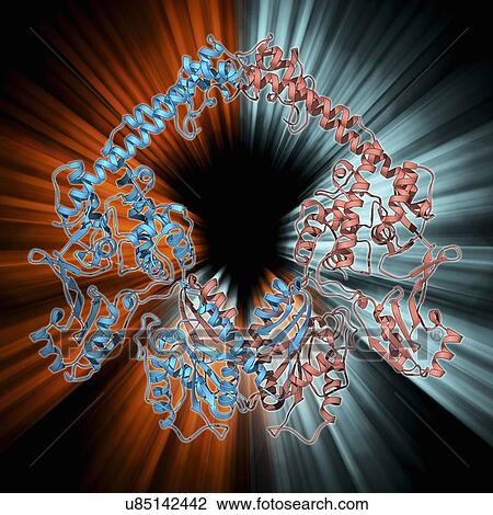 Type II topoisomerase molecule View Large Illustration Drawing - Type II topoisomerase molecule. Fotosearch