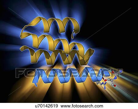 Stock Illustration - Type IV collagen, molecular model. Fotosearch
