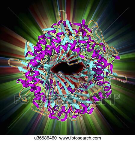 Uricase enzyme, molecular model View Large Illustration Clipart - Uricase enzyme, molecular model. Fotosearch