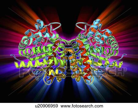 Uroporphyrinogen III decarboxylase View Large Illustration Stock Illustration - Uroporphyrinogen III decarboxylase. Fotosearch