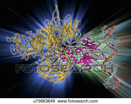 UV-damaged DNA-binding protein and DNA View Large Illustration Stock Illustration - UV-damaged DNA-binding protein and DNA. Fotosearch