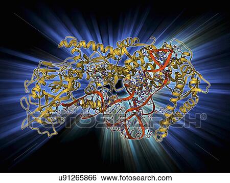 Valyl-tRNA synthetase molecule View Large Illustration Stock Illustration - Valyl-tRNA synthetase molecule. Fotosearch