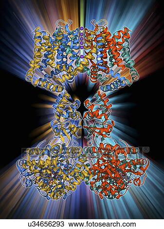 Drawing - Voltage-gated potassium channel. Fotosearch